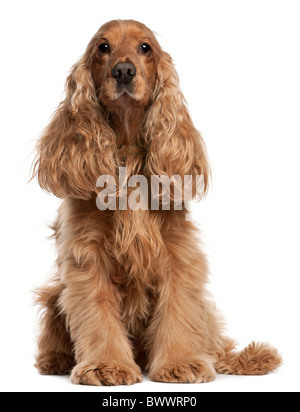 English Cocker Spaniel, 9 years old, sitting in front of white background Stock Photo