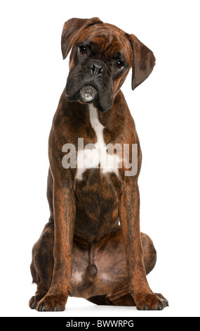Boxer sitting in front of white background Stock Photo