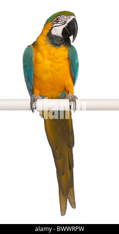 Blue and Yellow Macaw, Ara Ararauna, perched on pole in front of white background Stock Photo