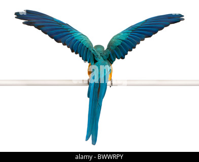 Rear view of Blue and Yellow Macaw, Ara Ararauna, perched and flapping wings in front of white background Stock Photo