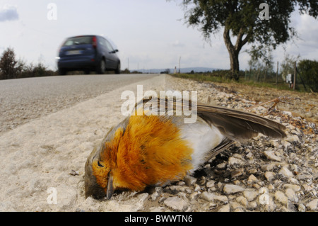European Robin (Erithacus rubecula) adult, dead, killed on road, Italy Stock Photo