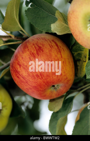 Apple (Malus domesticus), variety: Goldparmaene, fruit on tree. Stock Photo