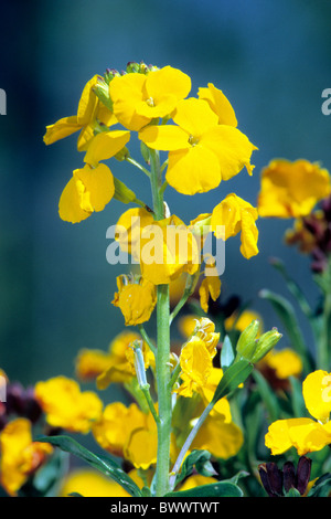 Aegean Wallflower (Cheiranthus cheiri, Erysimum cheiri), flowering. Stock Photo