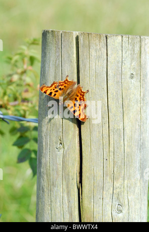 comma butterfly polygonia c-album resting sunbathing post fence downland reserve nature animal animals butterfly butterflies Stock Photo