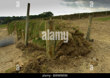 Recently rebuilt traditional Devon hedge bank Stock Photo