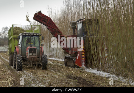 willow short rotation coppice