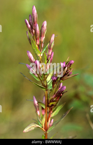 Autumn Dwarf Gentian, Felwort (Gentianella amarella), flowering. Stock Photo