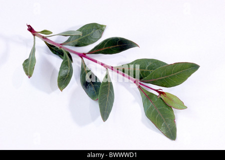 Henna (Lawsonia inermis), twig, studio picture. Stock Photo