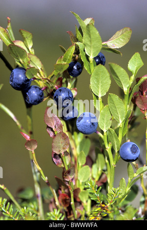 Bilberry (Vaccinium myrtillus), berries on plant. Stock Photo
