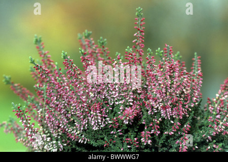 Scots Heather, Ling (Calluna vulgaris), variety: Aphrodite, flowering. Stock Photo