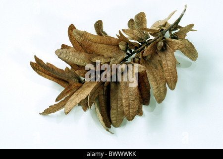 Common Hornbeam, European Hornbeam (Carpinus betulus), seeds, studio picture. Stock Photo