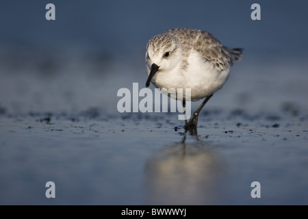Sanderling (Calidris alba) adult, foraging along tideline on beach, Zeeland, Netherlands Stock Photo
