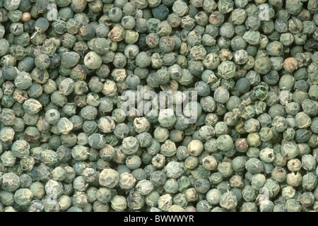 Black Pepper, Green Pepper (Piper nigrum). Green peppercorns seen from above. Stock Photo