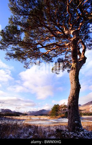 Scots Pine Trees by Loch Tulla, Scotland, UK Stock Photo