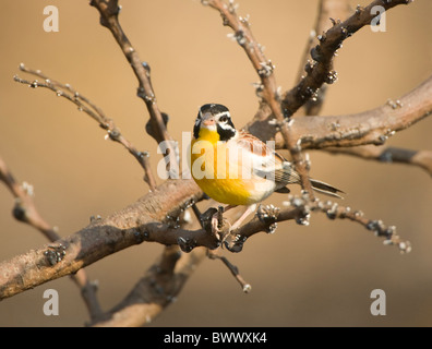 Golden-Breasted Bunting Emberiza flaviventris Kruger National Park South Africa Stock Photo