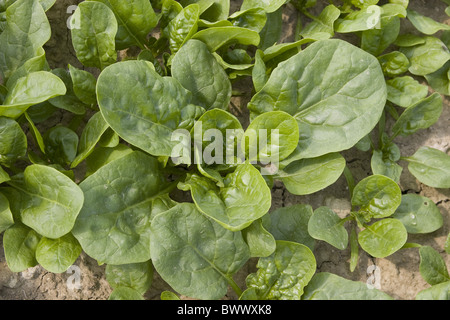 Agriculture Agricultural Agricultures Amaranthaceae Close Close up May Landcrop Landcrops Crop Cropping Crops Cultivate Stock Photo