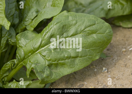 Agriculture Agricultural Agricultures Amaranthaceae Close Close up May Landcrop Landcrops Crop Cropping Crops Cultivate Stock Photo