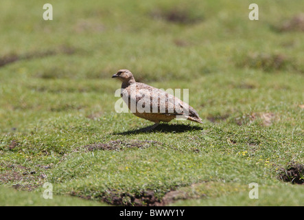 Rufous-bellied Seedsnipe (Attagis gayi) adult, standing on short puna grassland, Jujuy, Argentina, january Stock Photo