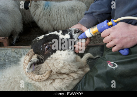 Sheep farming, shepherd worming ewe, close-up of dosing, Cumbria ...