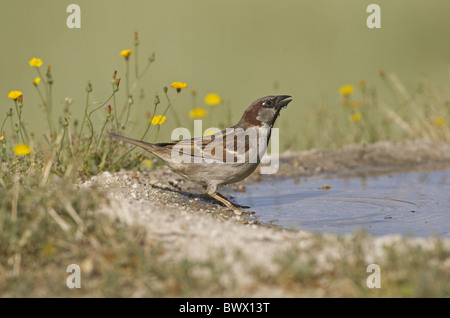 House Sparrow (Passer domesticus) adult male, drinking at pool, Spain Stock Photo