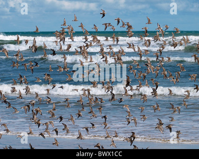 FLOCK OF BIRDS AT GOOLWA SOUTH AUSTRALIA Stock Photo