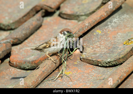 Eurasian Tree Sparrow (Passer montanus) adult, with nesting material, nest in tiles of visitor centre, Bempton Cliffs, Yorkshire, England, june Stock Photo