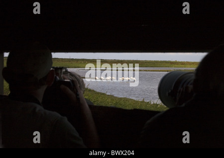 Eurasian Spoonbill (Platalea leucorodia) flock, viewed from hide with birdwatchers, Cley Marshes, Cley-next-the-Sea, Norfolk, Stock Photo