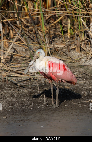 Roseate Spoonbill (Ajaia ajaja) adult, standing at edge of reedbed, Buenos Aires Province, Argentina, january Stock Photo