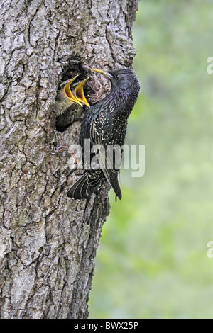 Common Starling (Sturnus vulgaris) adult, feeding young at nest, nesthole in alder tree trunk, Staffordshire, England, may Stock Photo