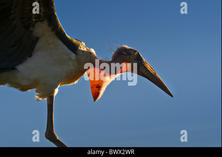 Marabou Stork (Leptoptilos crumeniferus) adult, in flight, with backlit gular sac, captive Stock Photo