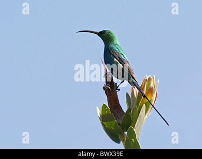 Malachite Sunbird (Nectarina famosa) adult male, perched on protea, Kirstenbosch, Cape Town, South Africa, september Stock Photo
