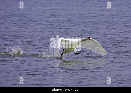 Mute Swan (Cygnus olor) adult male, running across water to take off, Dorset, England, spring Stock Photo