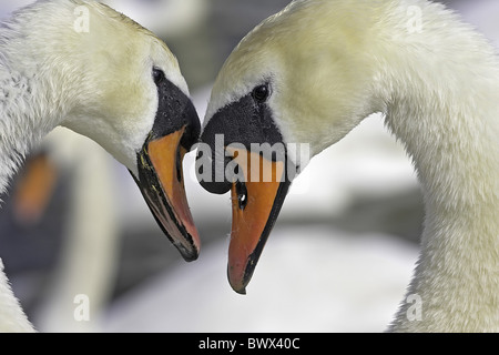 Mute Swan (Cygnus olor) adult pair, close-up of heads, Abbotsbury, Dorset, England, spring Stock Photo