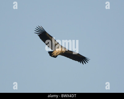 Cape Vulture Gyps coprotheres Kruger National Park South Africa Stock Photo