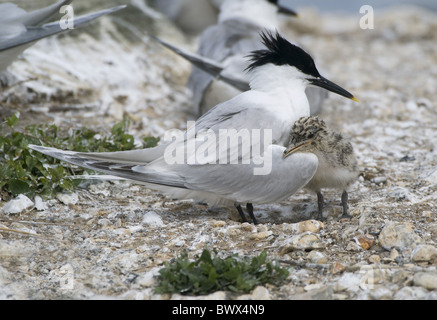 Sandwich Tern (Sterna sandvicensis) adult with chick, Dorset, England Stock Photo