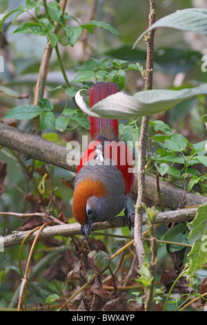 Red-tailed Laughingthrush (Garrulax milnei) adult, perched on branch, Gaoligong Shan, Yunnan, China, march Stock Photo