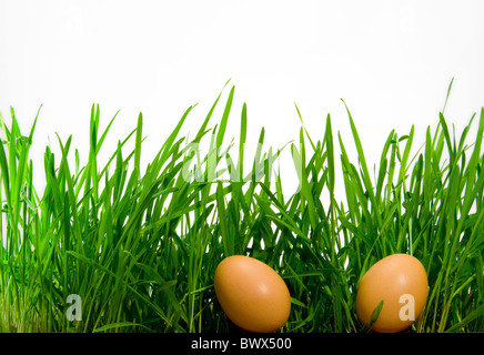 two eggs in fresh grass Stock Photo