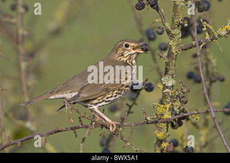 Song Thrush (Turdus philomelos) adult, feeding on sloes from blackthorn bush, England, november Stock Photo