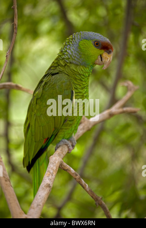 Lilac-crowned Parrot (Amazona finschi) - Mexico - Inhabits tropical deciduous forest  Stock Photo