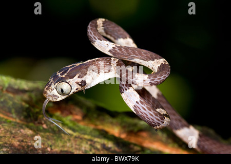Small Imantodes cenchoa snake from ecuador Stock Photo