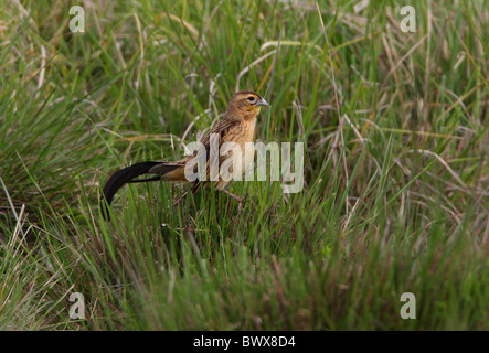 Jackson's Widowbird (Euplectes jacksoni) immature male, perched on grass tussock, Kenya, november Stock Photo