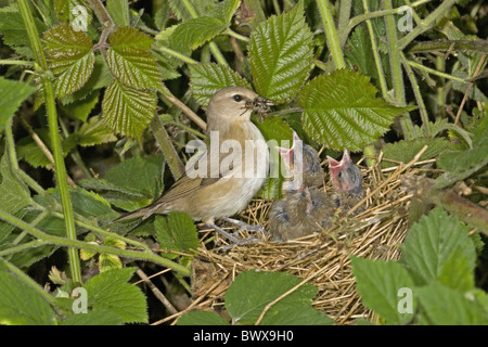 Garden Warbler (Sylvia borin) adult, insect prey in beak, feeding young at nest, England, june Stock Photo