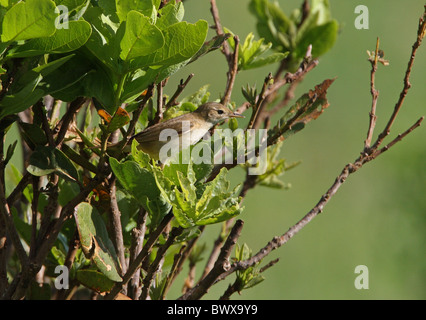 Eastern Olivaceous Warbler (Hippolais pallida) adult, perched in bush, Tsavo West N.P., Kenya, november Stock Photo