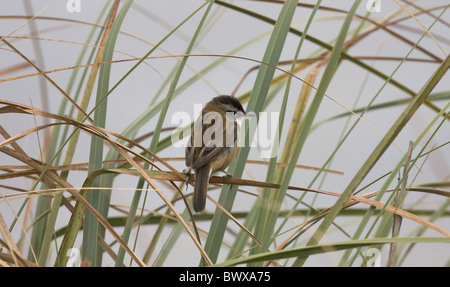 Moustached Warbler (Acrocephalus melanopogon) adult, perched on leaf, Spain Stock Photo