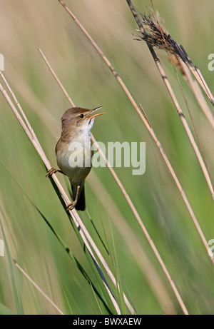 Eurasian Reed-warbler (Acrocephalus scirpaceus) adult male, singing, perched on reed, Norfolk, England, may Stock Photo