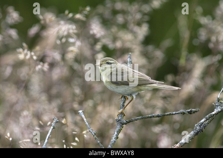 Willow Warbler (Phylloscopus trochilus) adult, perched on twig amongst grasses, England, june Stock Photo