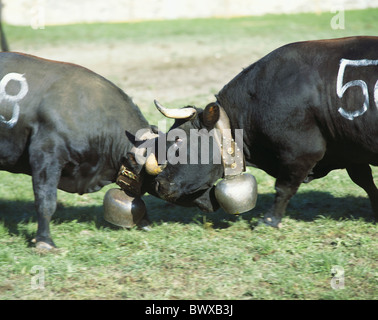 arena Combat of pure clean Eringer cows fight battle Eringerkuhe cow's competition Martigny Switzerland E Stock Photo