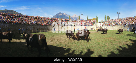 Eringer cows fight battle Eringerkuhe arena tradition Combat of pure clean folklore canton Valais cow's c Stock Photo