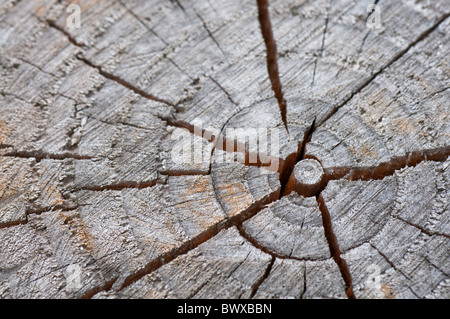 Cut tree trunk with cracks and growth rings, Devon UK Stock Photo