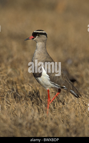Crowned Plover (Vanellus coronatus) - South Africa Stock Photo